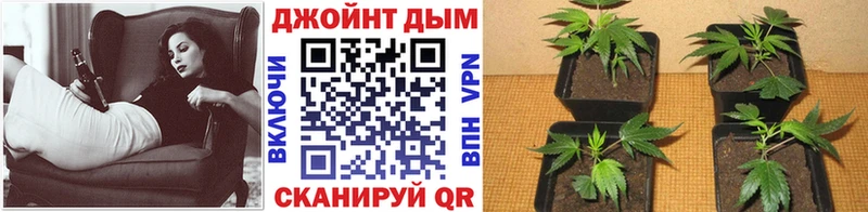 Бошки марихуана план  Наволоки 